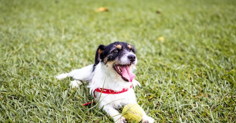 Have A Bouncing Completely happy Canine With This Recommendation.