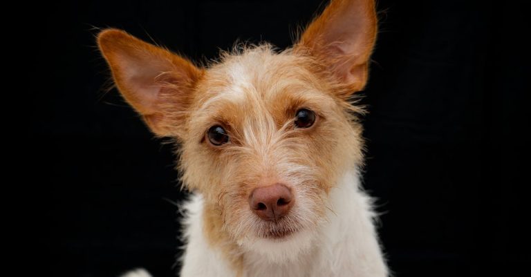 A Troubled Canine Is Normally A Bored Canine