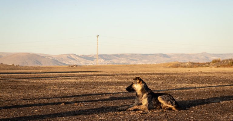 Strong Recommendation About Canines That Can Assist Anybody