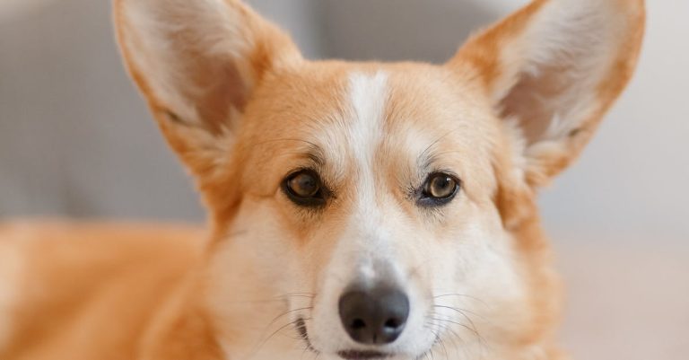 Test Out This Article On Canines That Presents Many Nice Ideas