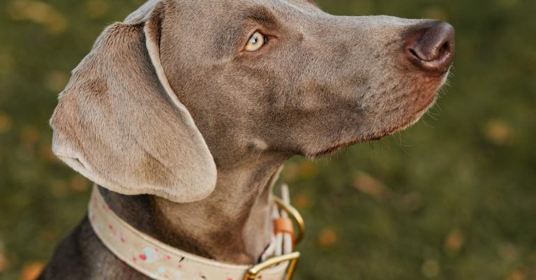 Be The Greatest Canine Proprietor With These Suggestions And Methods