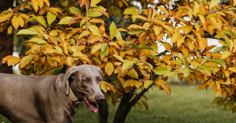 Some Recommendation For Canine Homeowners And Patrons.