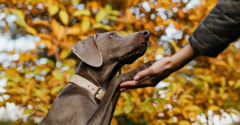 Helpful Recommendation For Elevating A Comfortable, Wholesome Canine