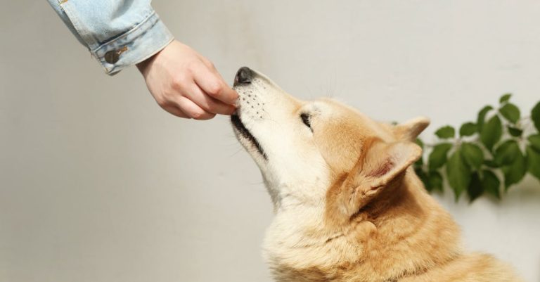 Taking Care Of Fido: Canine Care Ideas