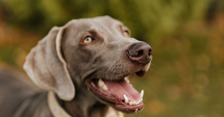 The Finest In Canine Care Ideas And Recommendation