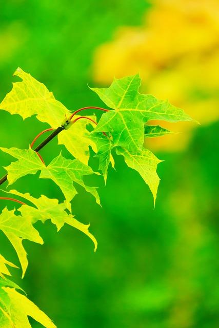 Greenery in the Kitchen: Integrating⁣ Plants for⁣ Air Quality ‌and ⁢Aesthetics