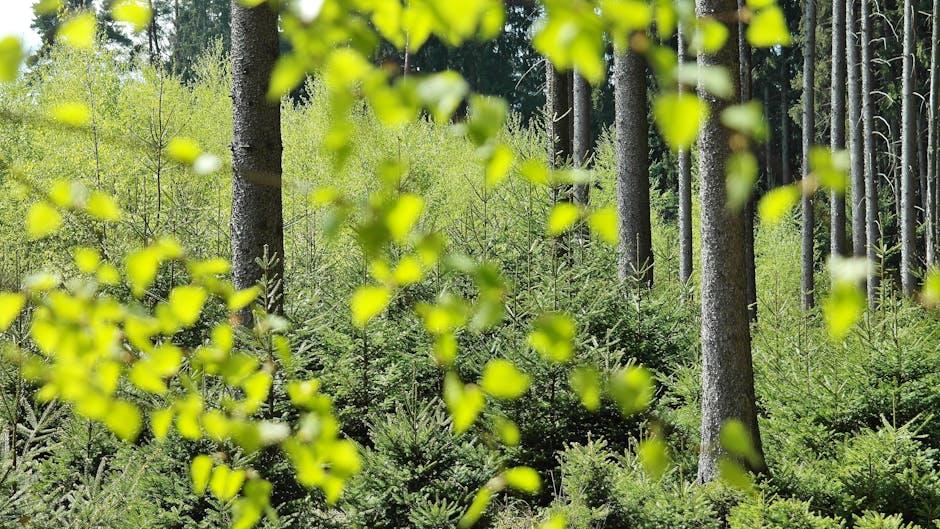 Environmental Considerations: Sustainability in Diffuser Materials