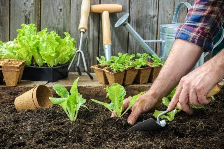 Biodegradable Sponge Showdown – Which Lasts Longer in Daily Use?